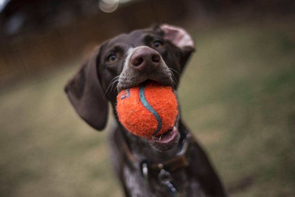 Verbeter de prestaties van je hond met spel - Kwispeltherapie