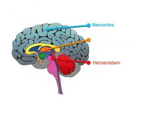 neocortex