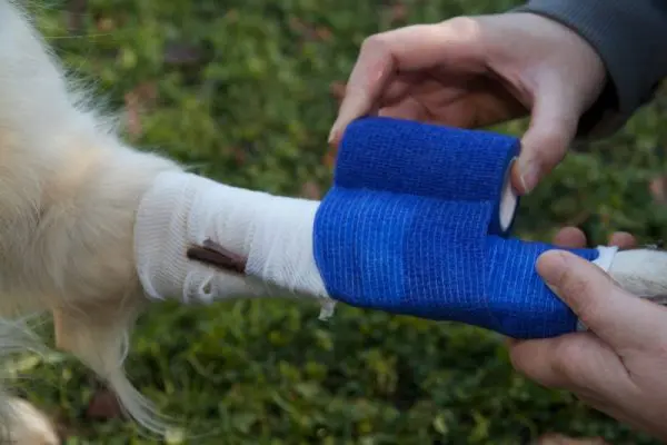 aanbrengen zelfklevend verband - kwispeltherapie