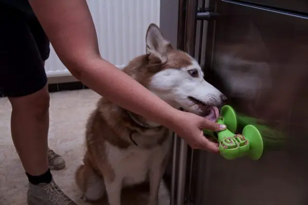 Chase 'n Chomp Sticky bone