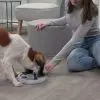 Dog Activity Flip Board - Afbeelding 2