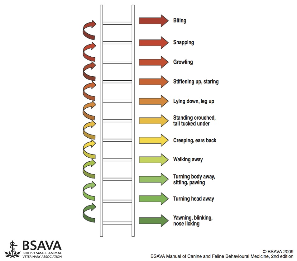 Bron: Kendal Shepherd en BSAVA