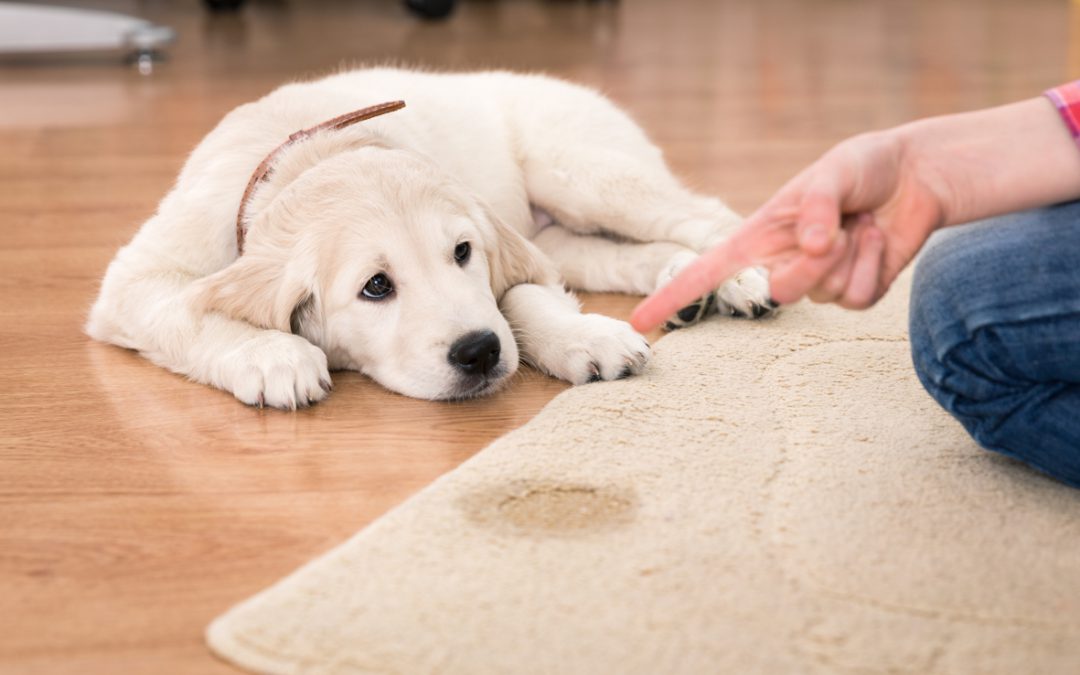 De 5 voornaamste oorzaken van onzindelijkheid bij honden