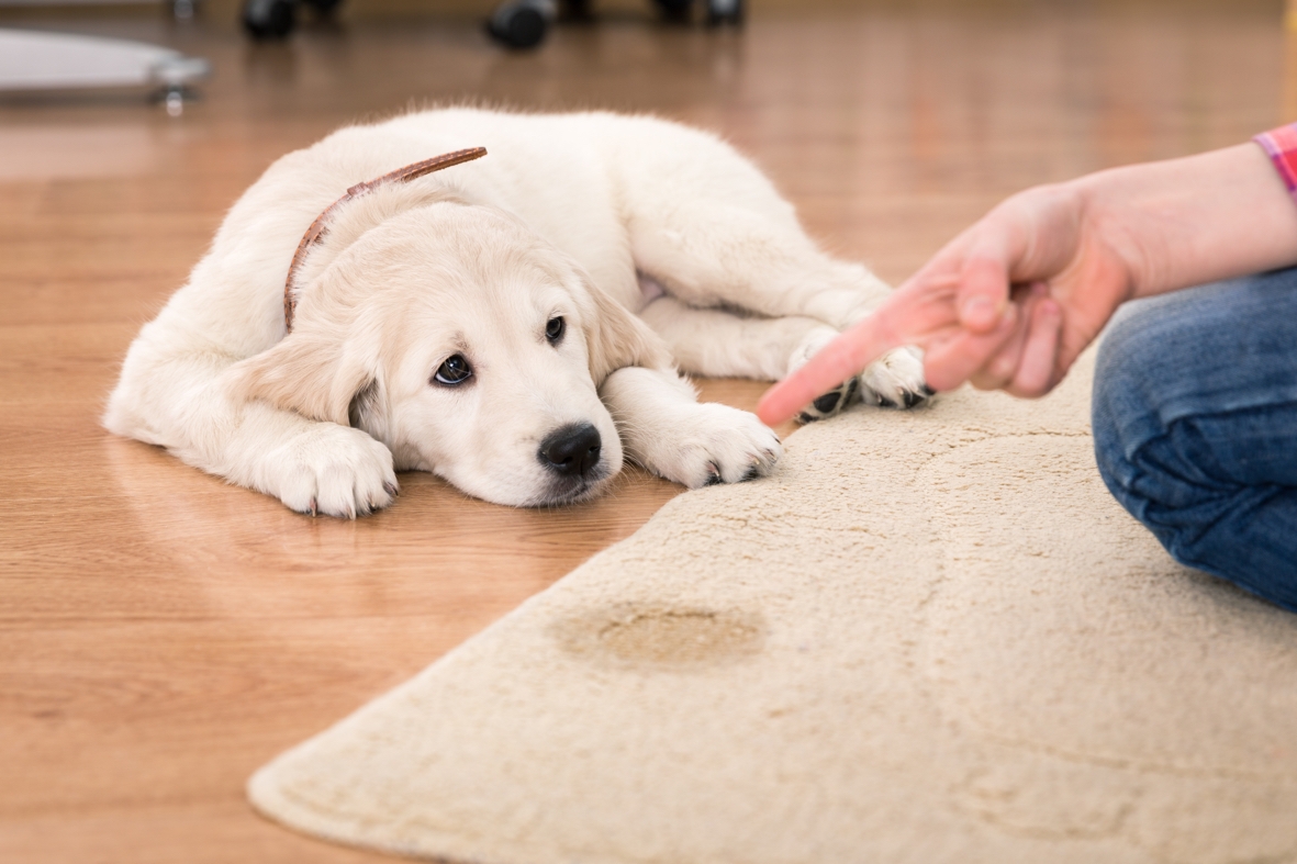 Wacht even Puno Oprechtheid Plast jouw hond in huis? Lees hier hoe je dit vervelend probleem kan  verhelpen!