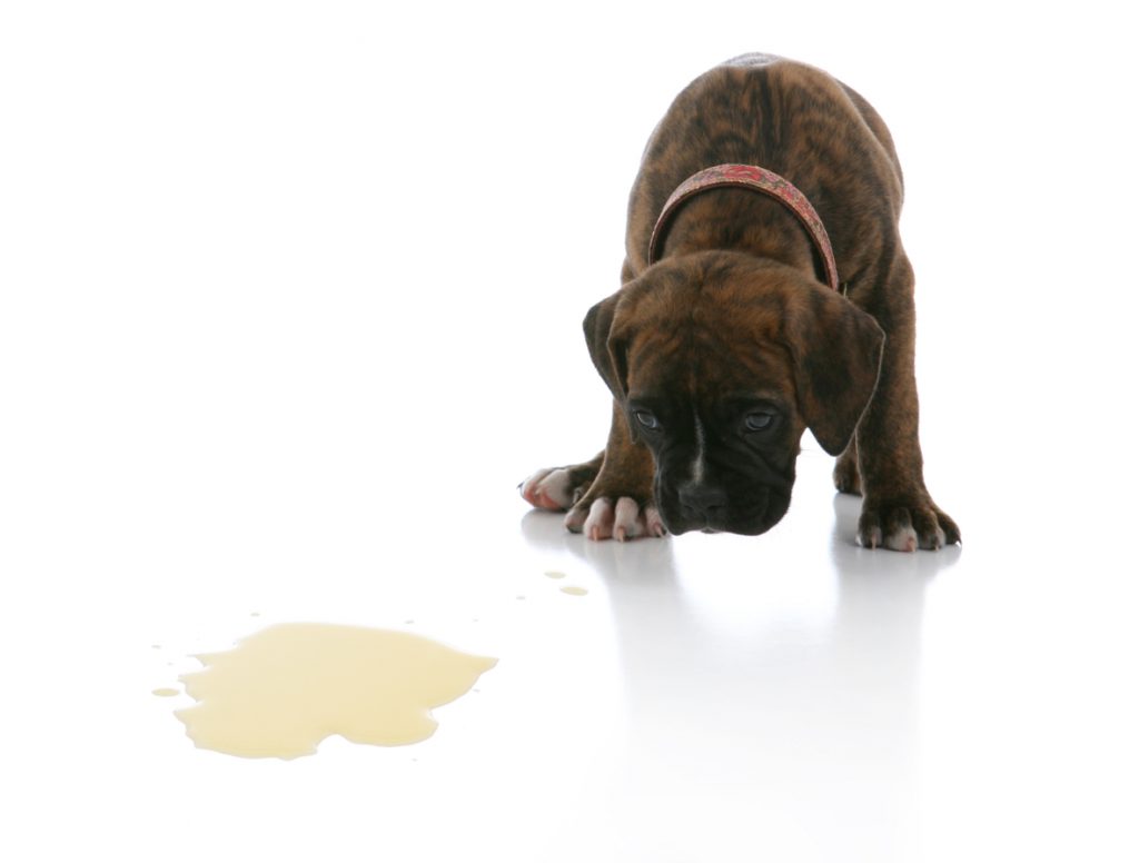 Plast jouw hond in huis? Lees hier hoe je dit vervelend probleem kan verhelpen! Plast Jouw Hond In Huis? Lees Hier Hoe Je Dit Vervelend Probleem Kan Verhelpen!