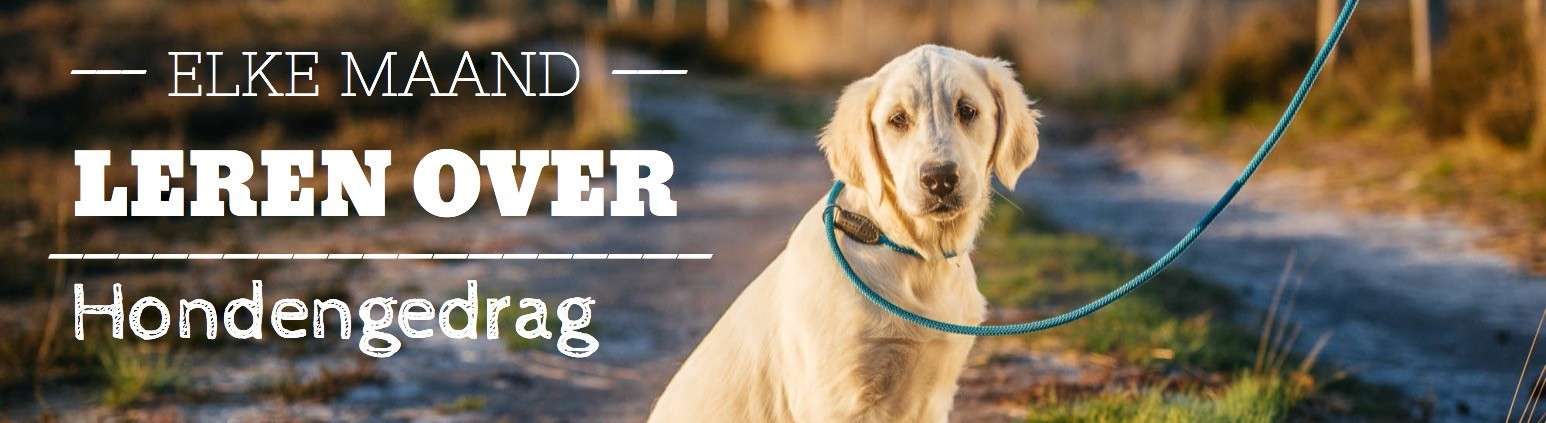 Elke maand leren over hondengedrag - Kwispeltherapie