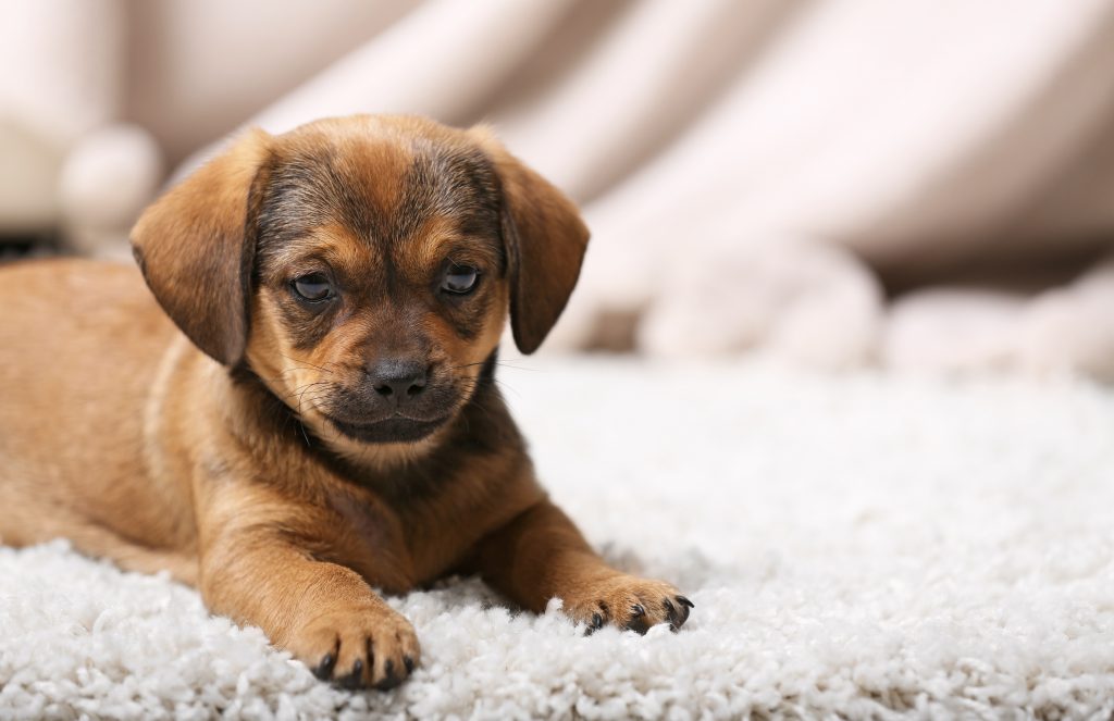 Cute puppy lying on carpet at home