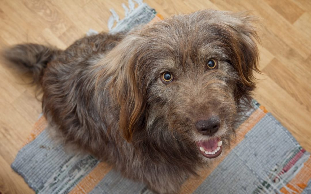 Waarom bedelen honden en wat doe je eraan?