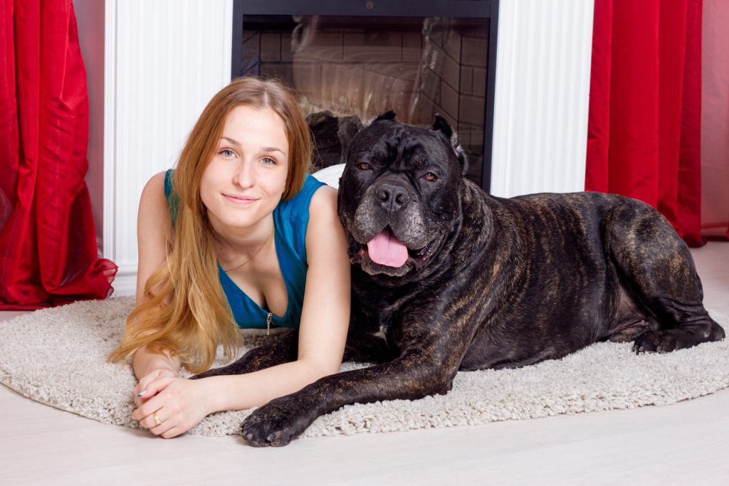 Kwispeltherapie cane corso met eigenares