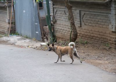 Balinese hond loopt op straat - Kwispeltherapie