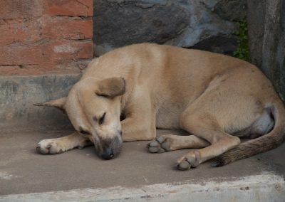 Balinese hond slaapt - Kwispeltherapie