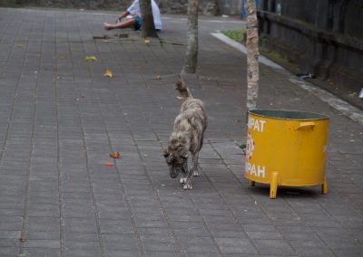 Balinese hond in Besakih - Kwispeltherapie