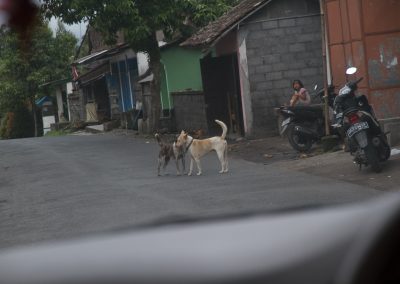 Balinese honden maken kennis - Kwispeltherapie