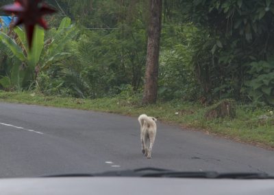 Balinese hond op de straat - Kwispeltherapie