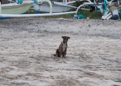 Balinese hond op white sand beach - Kwispeltherapie