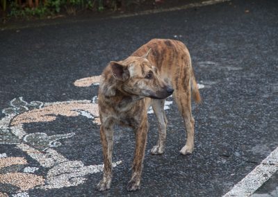 Balinese hond - Kwispeltherapie