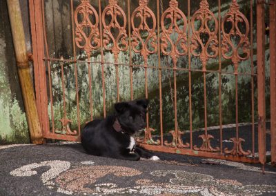 Balinese hond voor poort - Kwispeltherapie