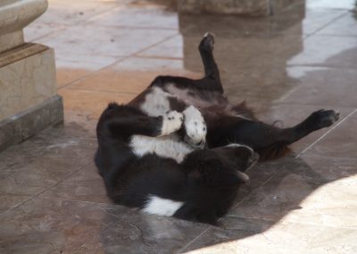 Balinese hond in de tempel - Kwispeltherapie