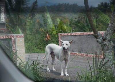 Balinese hond aan het waken - Kwispeltherapie