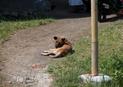 Balinese hond aan het chillen - Kwispeltherapie