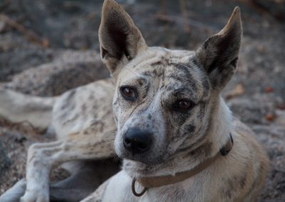 honden van Bali - Kwispeltherapie