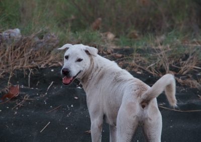 Balinese hond strand - Kwispeltherapie