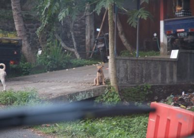 Balinese pup - Kwispeltherapie