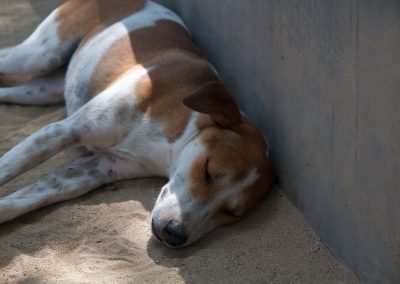 Balinese hond geniet van het zonnetje - Kwispeltherapie