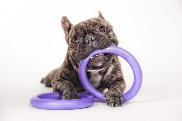 Puller mini met franse bulldog - Kwispeltherapie