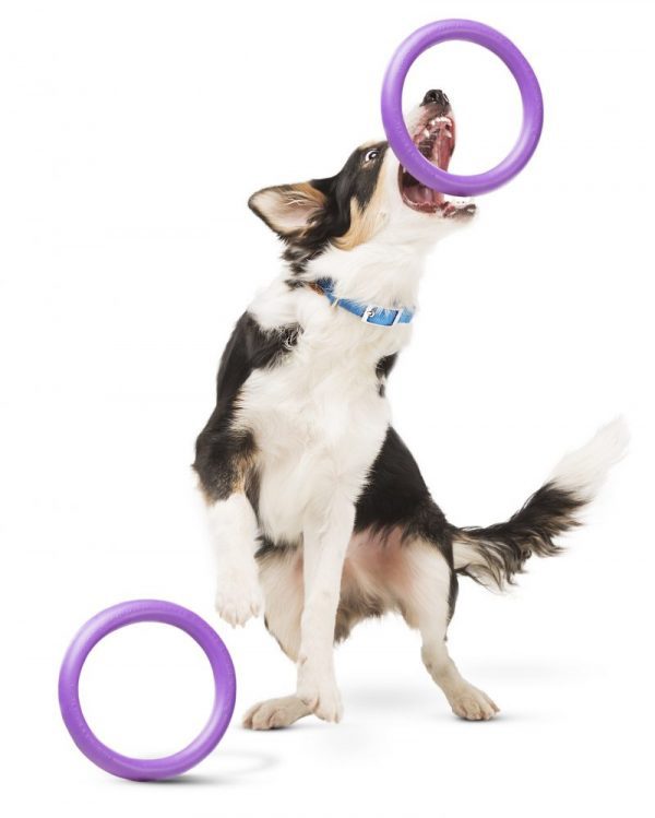 Puller dog training tool met hond - Kwispeltherapie