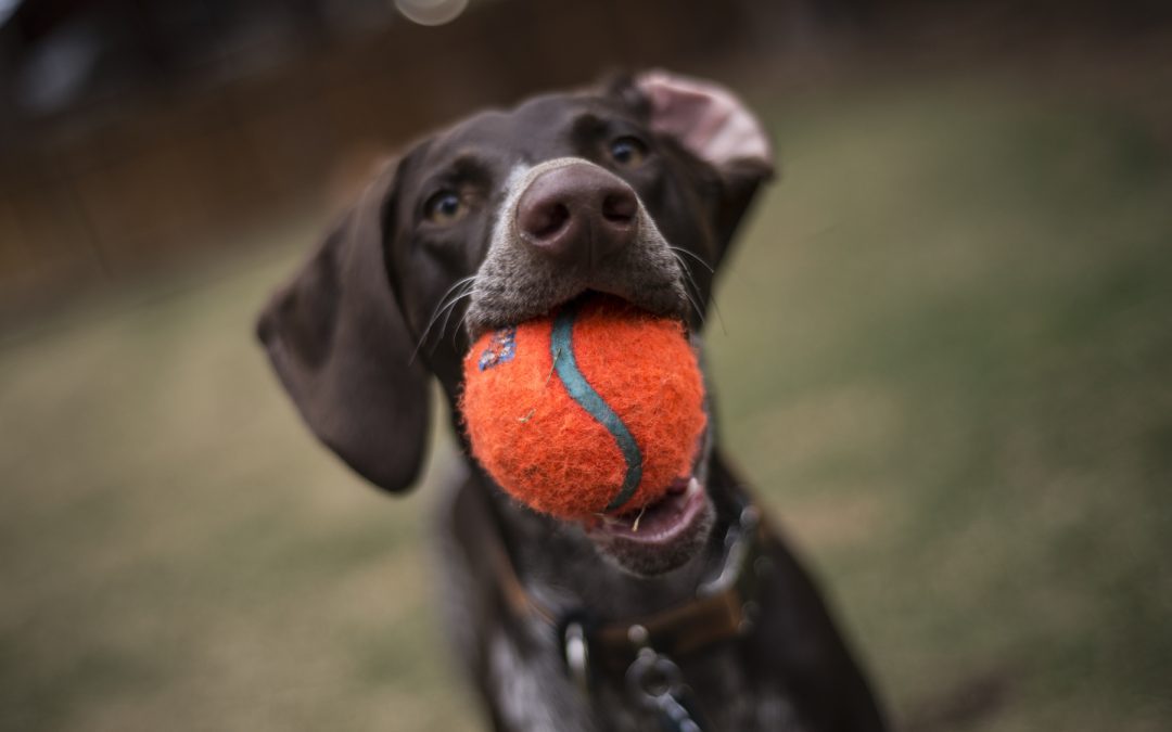 Verbeter het geheugen van je hond met dit simpel trucje