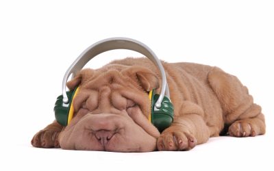Hoe muziek de wereld van honden kan veranderen