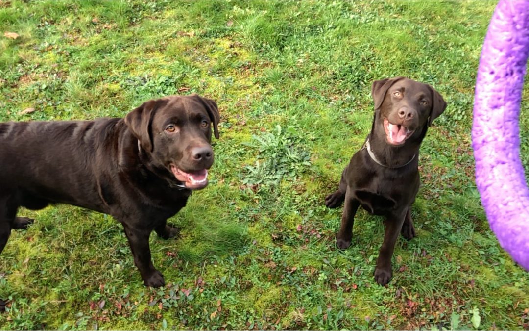 De wondere wereld van spel bij honden