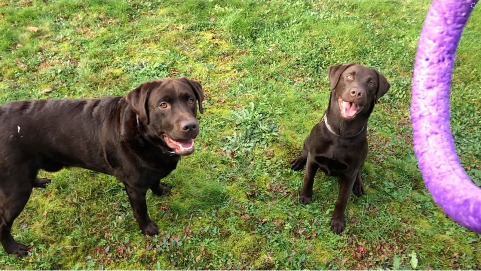 wereld spel bij honden - Kwispeltherapie