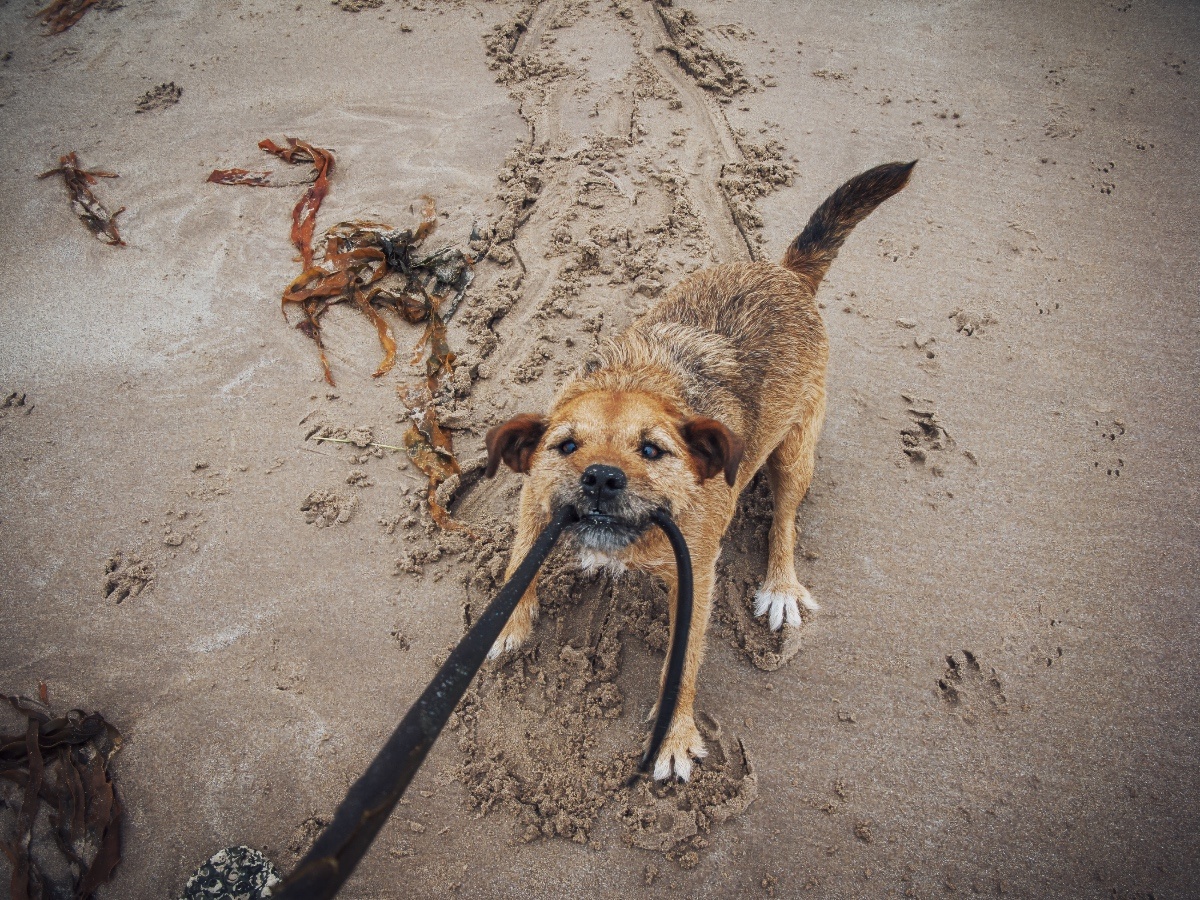 Hond laat riem niet los