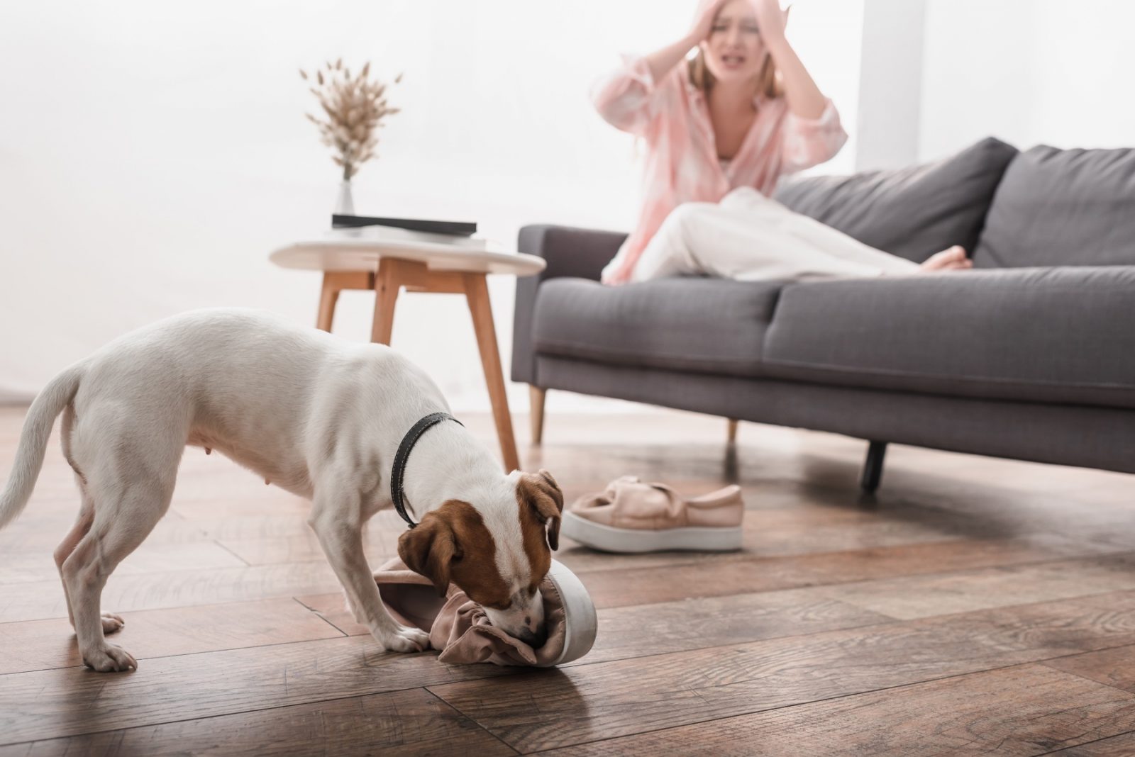 'los' - kwispeltherapie hond laat schoen niet los