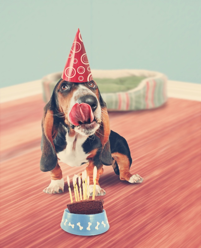 Pup feestje - Kwispeltherapie