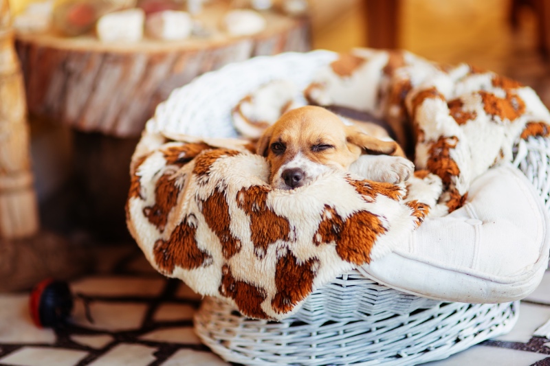 pup slaapt - Kwispeltherapie