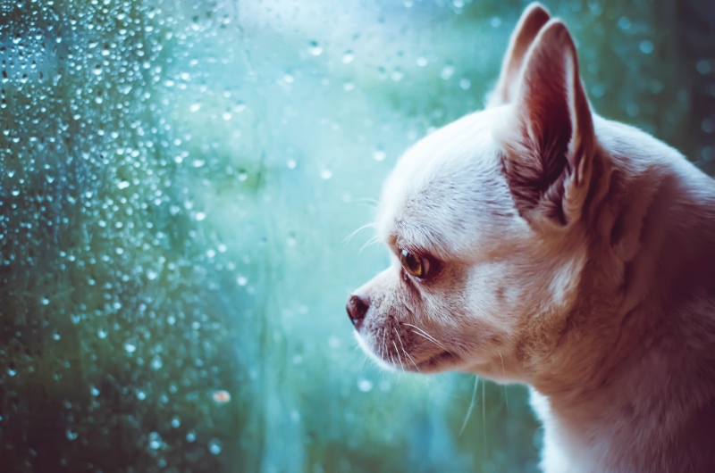 Hond die rouwt - kwispeltherapie Hond die rouwt - kwispeltherapie