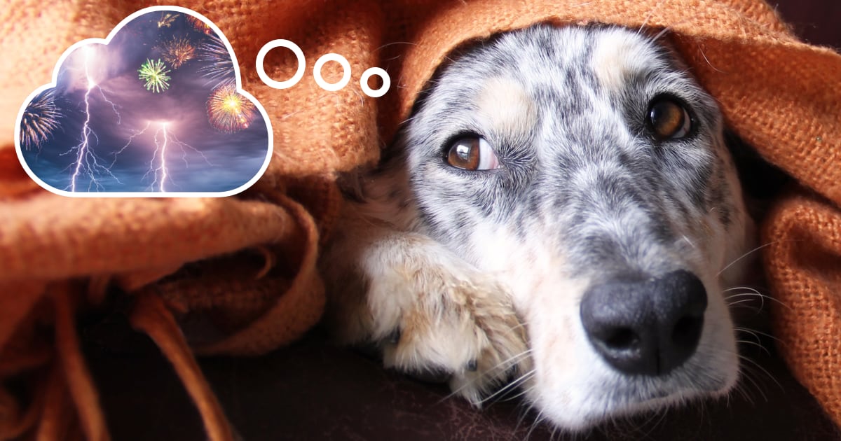 Hond met angst voor vuurwerk angst voor vuurwerk bij de hond